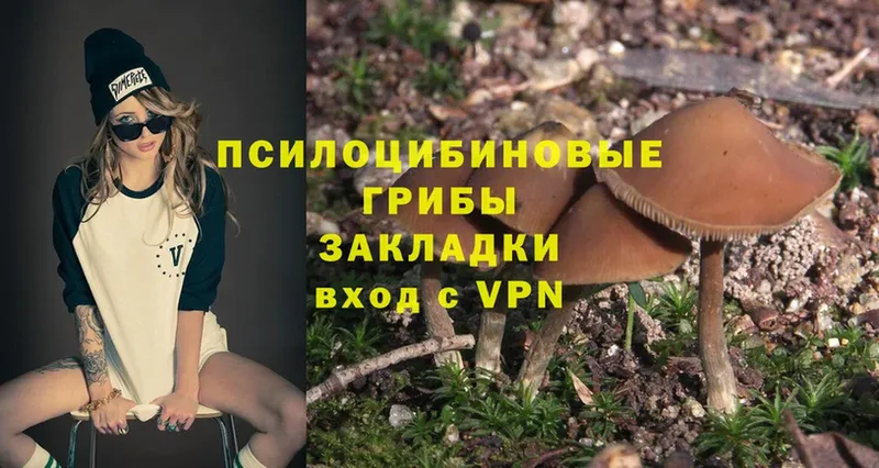 Псилоцибиновые грибы Psilocybe  купить закладку  Алексин 